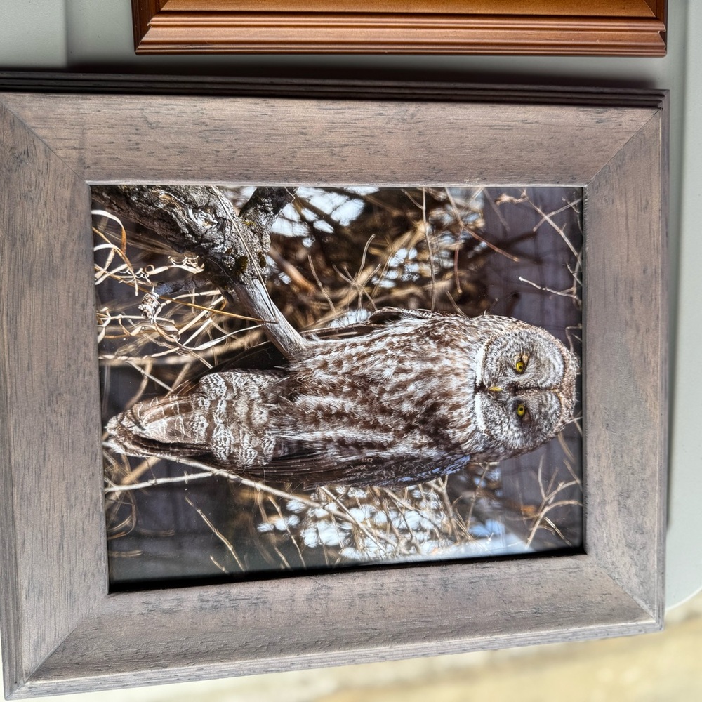 Framed Owl Photograph and others